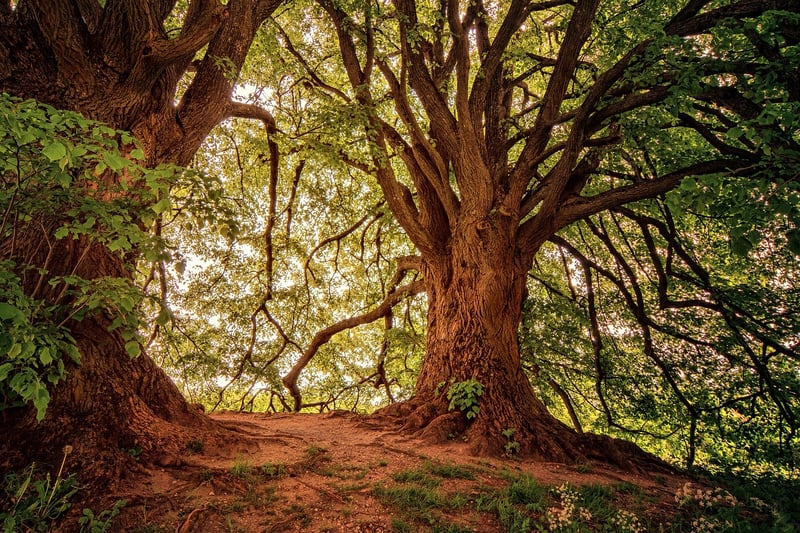 Forest-Inspired Culinary Experiences